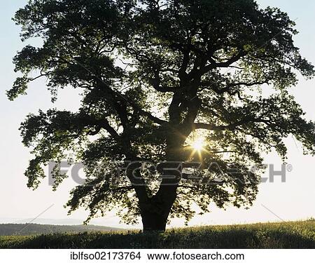 Picture - Solitary oak tree (Quercus robur), solitary tree on a meadow, silhouetted at sunrise, Thuringia, Germany, Europe. Fotosearch