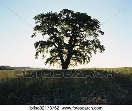 Solitary oak tree (Quercus robur), solitary tree on a meadow, silhouetted at sunrise, Thuringia, Germany, Europe View Large Photo Image Stock Image - Solitary oak tree (Quercus robur), solitary tree on a meadow, silhouetted at sunrise, Thuringia, Germany, Europe. Fotosearch