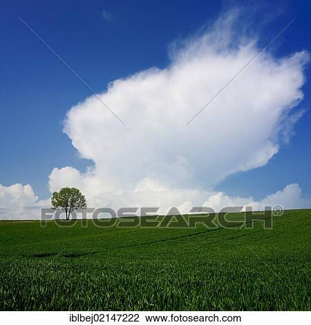 Stock Image - Solitary tree in a field of wheat, Limagne, Auvergne, France, Europe. Fotosearch