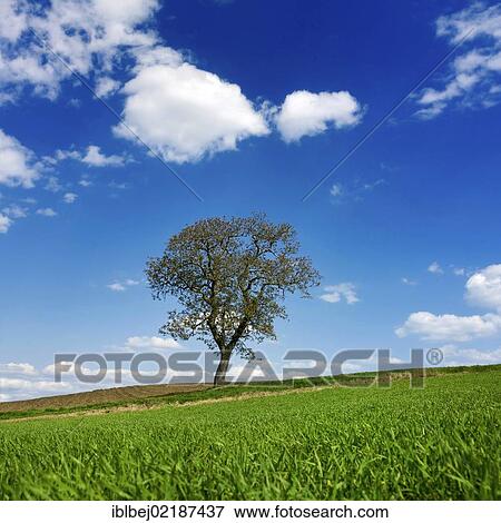 Solitary tree in Limagne landscape, Auvergne, France, Europe View Large Photo Image Stock Photo - Solitary tree in Limagne landscape, Auvergne, France, Europe. Fotosearch
