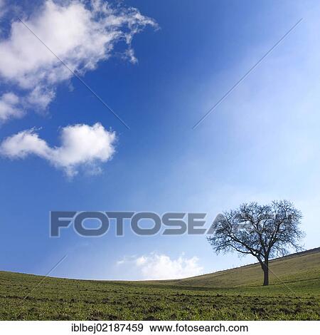 Solitary tree in Limagne landscape, Auvergne, France, Europe View Large Photo Image Stock Photo - Solitary tree in Limagne landscape, Auvergne, France, Europe. Fotosearch
