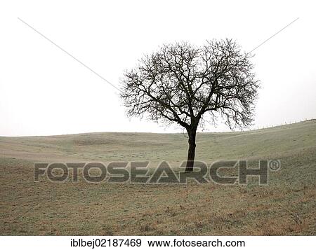 Stock Photo - Solitary tree, Limagne, Auvergne, France, Europe. Fotosearch