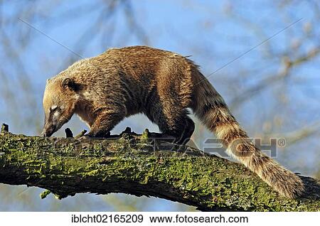 Stock Photo - South American Coati (Nasua nasua) on a tree trunk, native of South America, in captivity, North Rhine-Westphalia, Germany, Europe. Fotosearch