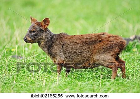 Stock Photography - Southern Pudu (Pudu pudu), female, South American species, captive, North Rhine-Westphalia, Germany, Europe. Fotosearch