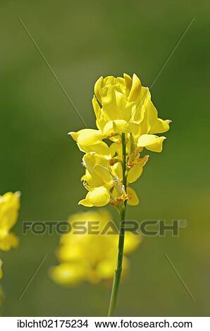 Picture - Spanish broom or Weaver's broom (Spartium junceum), Provence-Alpes-Cote d'Azur, Southern France, Europe. Fotosearch