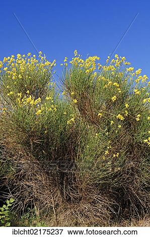 Stock Photo - Spanish broom or Weaver's broom (Spartium junceum), Provence-Alpes-Cote d'Azur, Southern France, Europe. Fotosearch