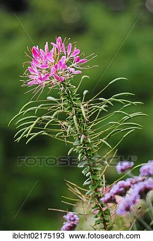 Spider flower or spider plant "Kirschkonigin" (Cleome spinosa, Cleome hassleriana, Tarenaya hassleriana), native to South America View Large Photo Image Stock Image - Spider flower or spider plant "Kirschkonigin" (Cleome spinosa, Cleome hassleriana, Tarenaya hassleriana), native to South America. Fotosearch