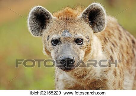 Spotted Hyaena or Laughing Hyena (Crocuta crocuta), native of Africa, in captivity, Czech Republic, Europe View Large Photo Image Stock Photo - Spotted Hyaena or Laughing Hyena (Crocuta crocuta), native of Africa, in captivity, Czech Republic, Europe. Fotosearch