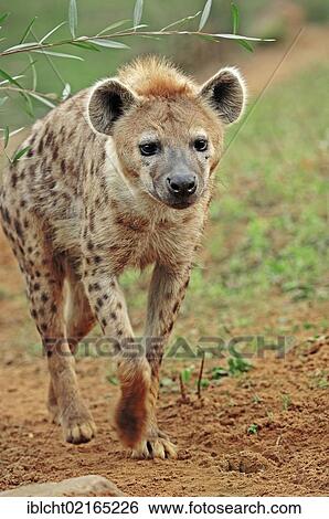 Stock Photograph - Spotted Hyaena or Laughing Hyena (Crocuta crocuta), native of Africa, in captivity, Czech Republic, Europe. Fotosearch
