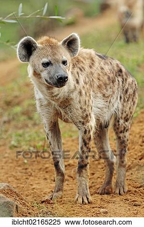 Spotted Hyaena or Laughing Hyena (Crocuta crocuta), native of Africa, in captivity, Czech Republic, Europe View Large Photo Image Stock Photography - Spotted Hyaena or Laughing Hyena (Crocuta crocuta), native of Africa, in captivity, Czech Republic, Europe. Fotosearch
