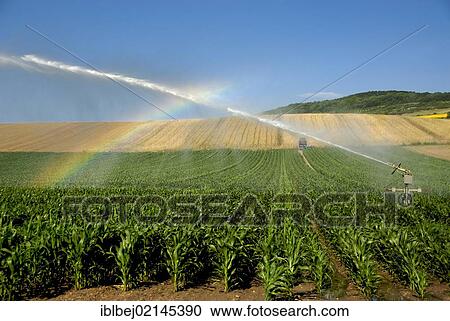 Stock Image - Sprinkler installation in a field of maize, Limagne, Auvergne, France, Europe. Fotosearch