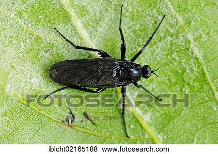St. Mark's Fly (Bibio marci), female, North Rhine-Westphalia, Germany, Europe View Large Photo Image Stock Photo - St. Mark's Fly (Bibio marci), female, North Rhine-Westphalia, Germany, Europe. Fotosearch