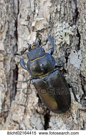 Stag Beetle (Lucanus cervus), female, Provence, Southern France, France, Europe View Large Photo Image Stock Photography - Stag Beetle (Lucanus cervus), female, Provence, Southern France, France, Europe. Fotosearch