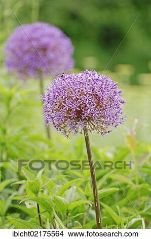 Picture - Star of Persia, Persian onion (Allium christophii), native to Asia. Fotosearch