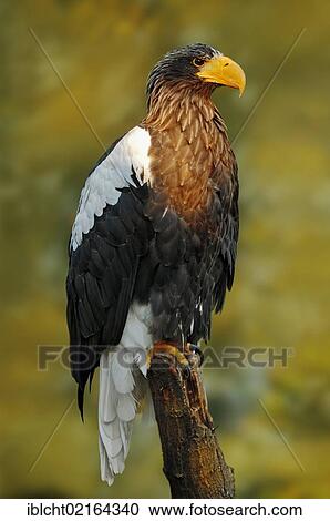 Steller's Sea Eagle (Haliaeetus pelagicus), Asian species, captive, North Rhine-Westphalia, Germany, Europe View Large Photo Image Stock Image - Steller's Sea Eagle (Haliaeetus pelagicus), Asian species, captive, North Rhine-Westphalia, Germany, Europe. Fotosearch
