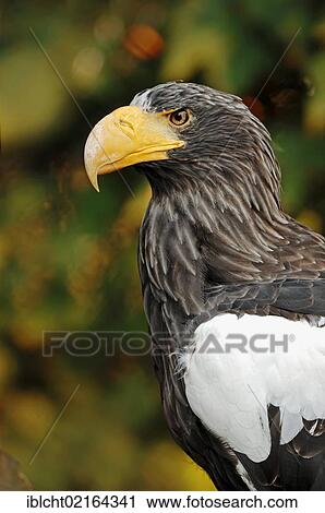 Steller's Sea Eagle (Haliaeetus pelagicus), portrait, Asian species, captive, North Rhine-Westphalia, Germany, Europe View Large Photo Image Stock Image - Steller's Sea Eagle (Haliaeetus pelagicus), portrait, Asian species, captive, North Rhine-Westphalia, Germany, Europe. Fotosearch