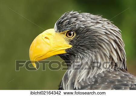 Steller's Sea Eagle (Haliaeetus pelagicus), portrait, Asian species, captive, North Rhine-Westphalia, Germany, Europe View Large Photo Image Stock Image - Steller's Sea Eagle (Haliaeetus pelagicus), portrait, Asian species, captive, North Rhine-Westphalia, Germany, Europe. Fotosearch