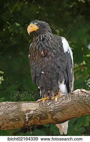 Stock Photo - Steller's Sea Eagle (Haliaeetus pelagicus), Asian species, captive, North Rhine-Westphalia, Germany, Europe. Fotosearch