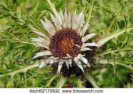 Stock Image - Stemless carline thistle, Dwarf carline thistle, or Silver thistle (Carlina acaulis), flower, Berchtesgaden National Park, Bavaria, Germany, Europe. Fotosearch