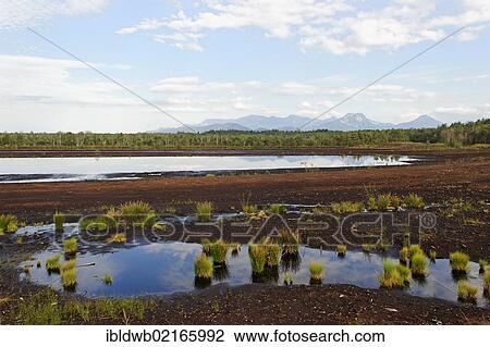 Sterntaler Filze, moorland, peat fields in Bad Feilnbach, Upper Bavaria, Bavaria, Germany, Europe View Large Photo Image Stock Image - Sterntaler Filze, moorland, peat fields in Bad Feilnbach, Upper Bavaria, Bavaria, Germany, Europe. Fotosearch