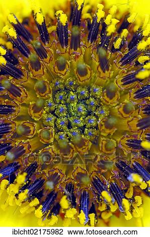 Stiff sunflower (Helianthus rigidus), flower detail, native to North America View Large Photo Image Stock Image - Stiff sunflower (Helianthus rigidus), flower detail, native to North America. Fotosearch