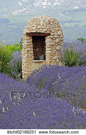 Stone cottage with a well in a field of Lavender (Lavandula angustifolia), Vaucluse, Provence-Alpes-Cote d'Azur, Southern France, France, Europe, PublicGround, Europe View Large Photo Image Stock Image - Stone cottage with a well in a field of Lavender (Lavandula angustifolia), Vaucluse, Provence-Alpes-Cote d'Azur, Southern France, France, Europe, PublicGround, Europe. Fotosearch