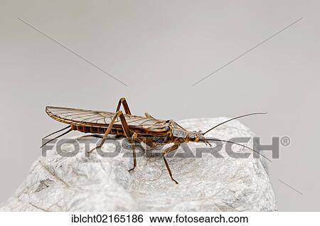 Stonefly (Perlodes spec. ), Berchtesgaden National Park, Bavaria, Germany, Europe View Large Photo Image Stock Photograph - Stonefly (Perlodes spec. ), Berchtesgaden National Park, Bavaria, Germany, Europe. Fotosearch