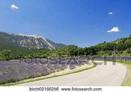 Stock Photograph - Street and a field of Lavender (Lavandula angustifolia) in front of Mont Ventoux, Vaucluse, Provence-Alpes-Cote d'Azur, Southern France, France, Europe, PublicGround, Europe. Fotosearch