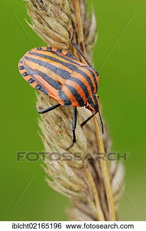 Stock Photograph - Striped Shield Bug (Graphosoma lineatum), North Rhine-Westphalia, Germany, Europe. Fotosearch