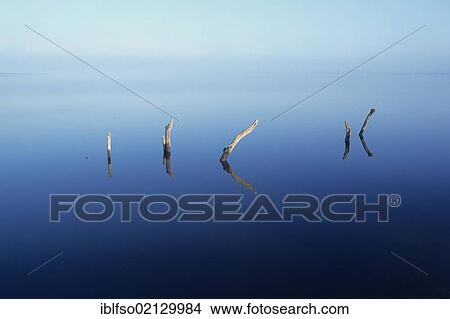 Picture - Stumps of dead trees sticking out of a lake, Thuringia, Germany, Europe. Fotosearch