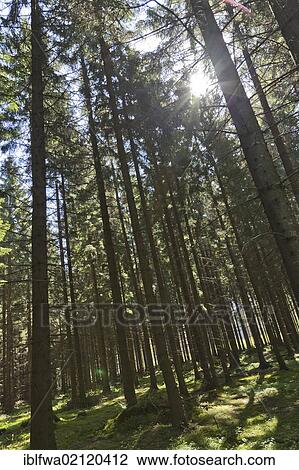 Stock Image - Sun shining through the trees in Waldviertel region, forest quarter, Lower Austria, Austria, Europe. Fotosearch