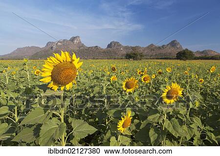 Stock Image - Sunflower (Helianthus annuus) field in Lopburi province, central plains, Thailand, Asia. Fotosearch