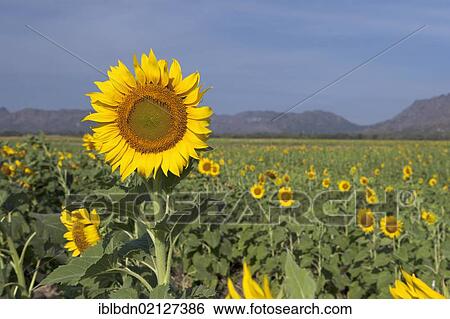 Sunflower (Helianthus annuus) field in Lopburi province, central plains, Thailand, Asia View Large Photo Image Stock Photograph - Sunflower (Helianthus annuus) field in Lopburi province, central plains, Thailand, Asia. Fotosearch