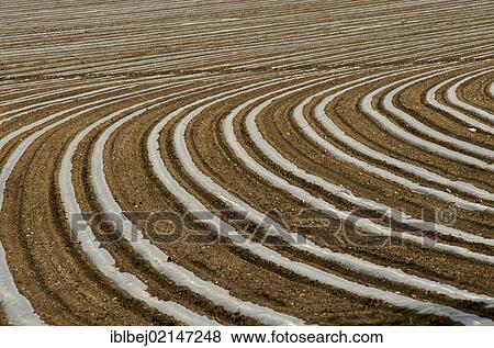 Stock Photo - Sunflower (Helianthus annuus) seedlings in a field, Limagne, Auvergne, France, Europe. Fotosearch