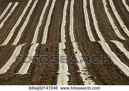 Sunflower (Helianthus annuus) seedlings in a field, Limagne, Auvergne, France, Europe View Large Photo Image Stock Photograph - Sunflower (Helianthus annuus) seedlings in a field, Limagne, Auvergne, France, Europe. Fotosearch