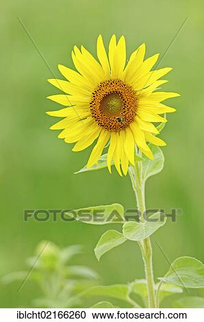Sunflower (Helianthus annuus), Provence, Southern France, France, Europe View Large Photo Image Stock Image - Sunflower (Helianthus annuus), Provence, Southern France, France, Europe. Fotosearch
