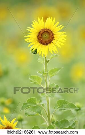 Sunflower (Helianthus annuus), Provence, Southern France, France, Europe View Large Photo Image Stock Image - Sunflower (Helianthus annuus), Provence, Southern France, France, Europe. Fotosearch