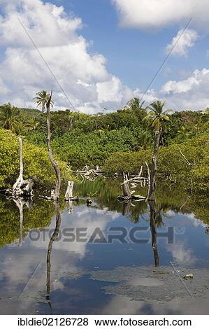 Stock Photo - Swamp with dead trees, Big Corn Island, Caribbean Sea, Nicaragua, Central America, North America. Fotosearch
