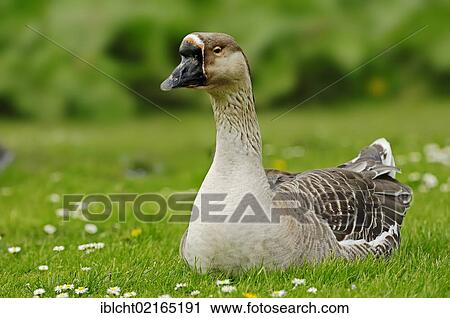Swan Goose (Anser cygnoides), North Rhine-Westphalia, Germany, Europe View Large Photo Image Stock Image - Swan Goose (Anser cygnoides), North Rhine-Westphalia, Germany, Europe. Fotosearch