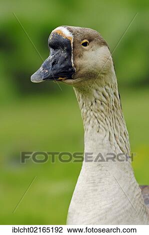 Swan Goose (Anser cygnoides), North Rhine-Westphalia, Germany, Europe View Large Photo Image Stock Image - Swan Goose (Anser cygnoides), North Rhine-Westphalia, Germany, Europe. Fotosearch
