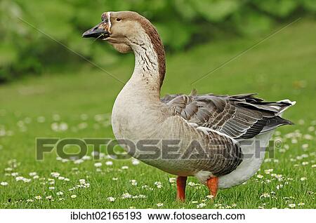Stock Image - Swan Goose (Anser cygnoides), North Rhine-Westphalia, Germany, Europe. Fotosearch