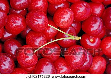 Sweet cherries (Prunus avium) View Large Photo Image Stock Photograph - Sweet cherries (Prunus avium). Fotosearch
