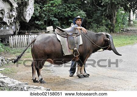 Tame mount for tourists, Vinales, Valle de Vinales, Province of Pinar del Rio, Cuba, Greater Antilles, Caribbean, Central America, America, North America View Large Photo Image Stock Image - Tame mount for tourists, Vinales, Valle de Vinales, Province of Pinar del Rio, Cuba, Greater Antilles, Caribbean, Central America, America, North America. Fotosearch