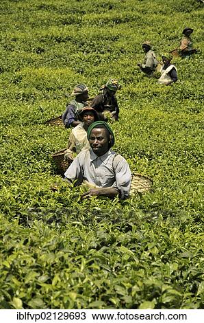 Stock Image - Tea harvest in the grounds of the Nyungwe Forest Lodge, Nyungwe National Park, Rwanda, Africa. Fotosearch