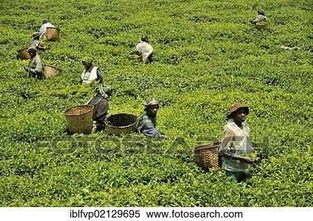 Tea harvest in the grounds of the Nyungwe Forest Lodge, Nyungwe National Park, Rwanda, Africa View Large Photo Image Stock Photography - Tea harvest in the grounds of the Nyungwe Forest Lodge, Nyungwe National Park, Rwanda, Africa. Fotosearch