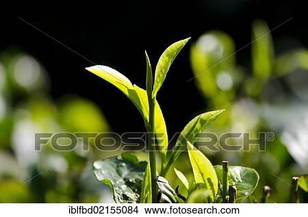Tea plants in one of the tea gardens near Kaziranga National Park, Assam, India, Asia View Large Photo Image Picture - Tea plants in one of the tea gardens near Kaziranga National Park, Assam, India, Asia. Fotosearch