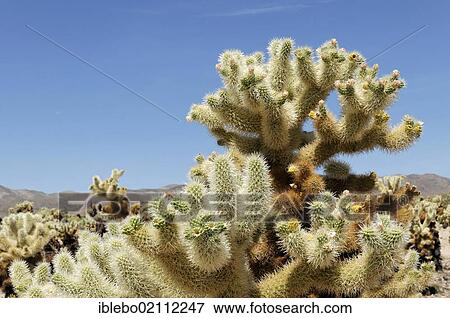 Teddy-bear cholla (Cylindropuntia bigelovii), Joshua Tree National Park, Palm Desert, California, USA, North America View Large Photo Image Stock Photo - Teddy-bear cholla (Cylindropuntia bigelovii), Joshua Tree National Park, Palm Desert, California, USA, North America. Fotosearch