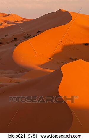 Stock Image - The sand dunes of Erg Chebbi in evening light, at the western edge of the Sahara desert, Meknès-Tafilalet, Morocco, Africa. Fotosearch