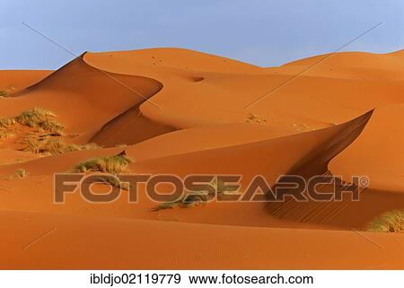 The sand dunes of Erg Chebbi in evening light, at the western edge of the Sahara desert, Meknès-Tafilalet, Morocco, Africa View Large Photo Image Stock Photo - The sand dunes of Erg Chebbi in evening light, at the western edge of the Sahara desert, Meknès-Tafilalet, Morocco, Africa. Fotosearch