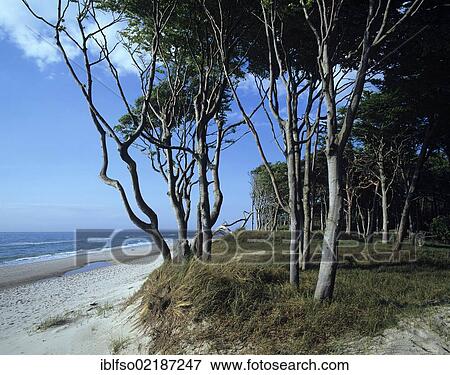 The untouched Darsswald forest on the Baltic Sea, western beach, Darss peninsula, Western Pomerania Lagoon Area National Park, Mecklenburg-Western Pomerania, Germany, Europe View Large Photo Image Stock Photo - The untouched Darsswald forest on the Baltic Sea, western beach, Darss peninsula, Western Pomerania Lagoon Area National Park, Mecklenburg-Western Pomerania, Germany, Europe. Fotosearch